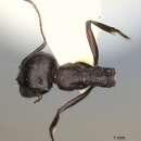Imagem de Messor striaticeps (Andre 1883)