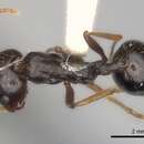 Image of Rugged Harvester Ant