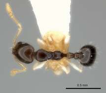 Image of Monomorium draxocum Bolton 1987