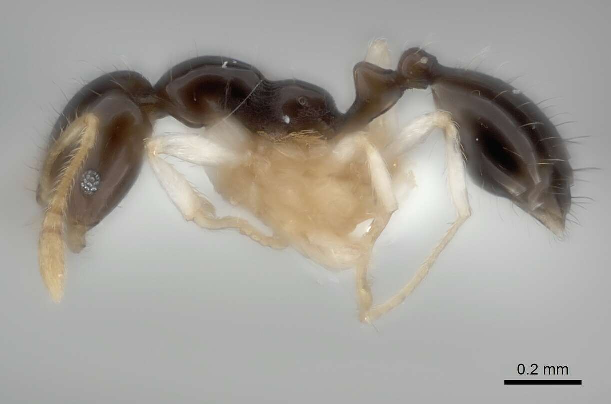 Image of Monomorium draxocum Bolton 1987