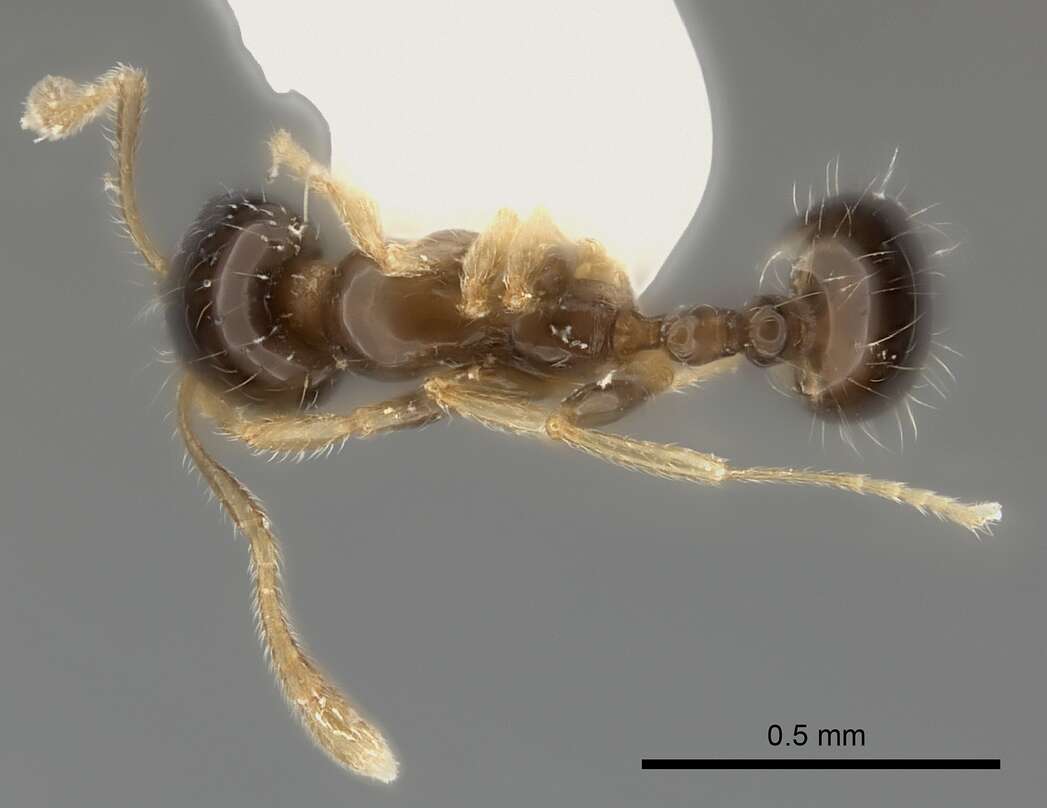 Image of Monomorium noxitum Bolton 1987