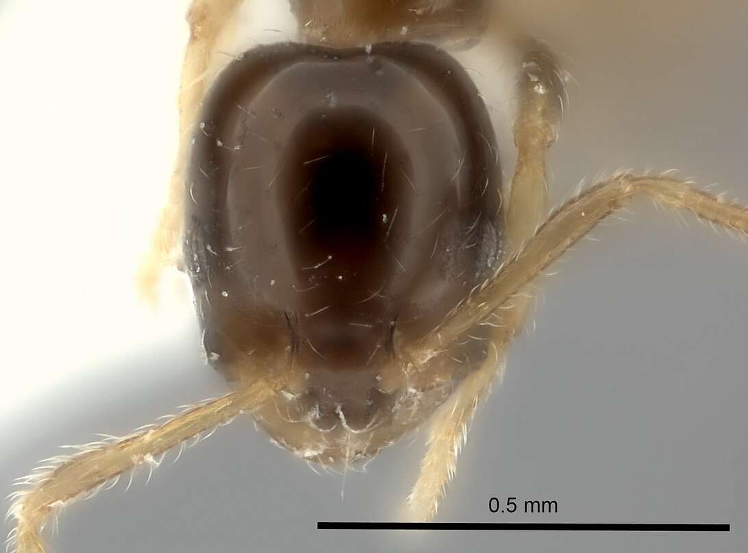 Image of Monomorium noxitum Bolton 1987