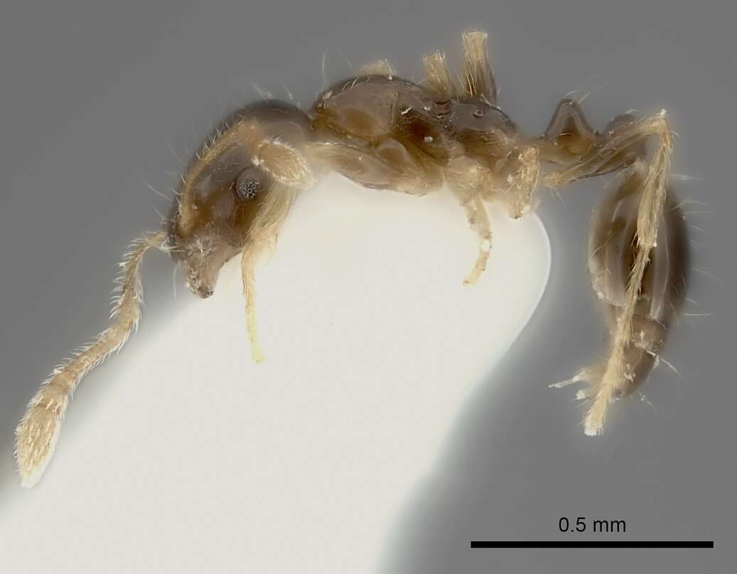 Image of Monomorium noxitum Bolton 1987