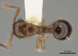 Image of Myrmecina punctata Emery 1897