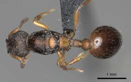 Слика од Myrmica incompleta Provancher 1881