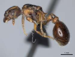 Слика од Myrmica incompleta Provancher 1881