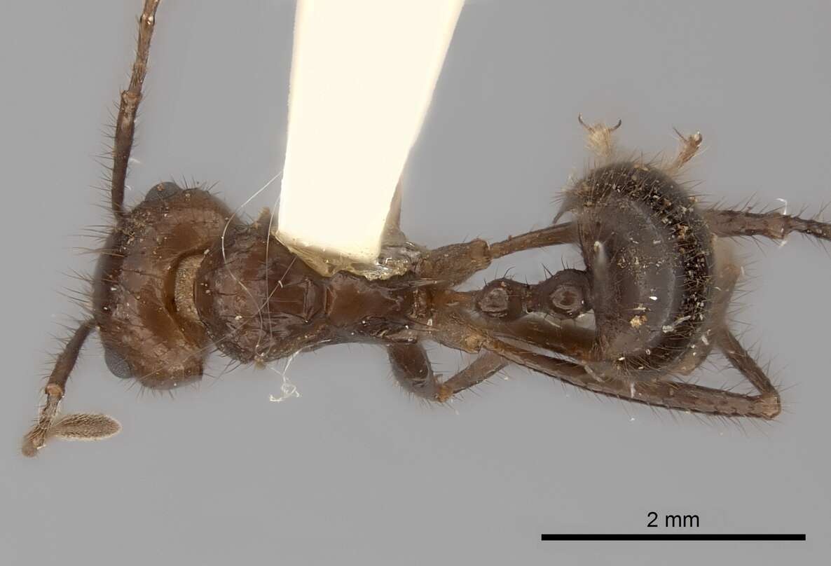 Image of Myrmicaria carinata (Smith 1857)