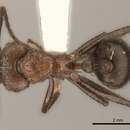 صورة Myrmicaria natalensis (Smith 1858)