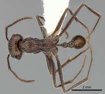 Ocymyrmex flaviventris Santschi 1914 resmi