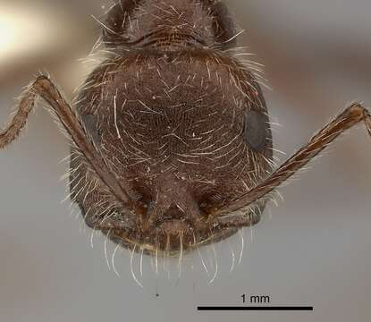 Ocymyrmex flaviventris Santschi 1914 resmi