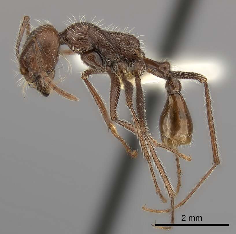 Ocymyrmex flaviventris Santschi 1914 resmi