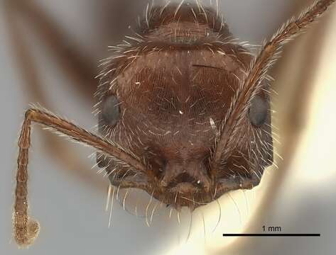 Ocymyrmex fortior Santschi 1911 resmi