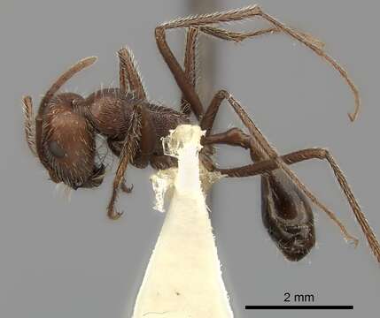 Ocymyrmex fortior Santschi 1911 resmi