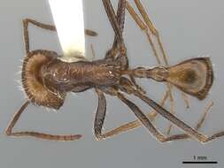 Ocymyrmex monardi Santschi 1930 resmi