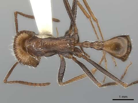 Image de Ocymyrmex monardi Santschi 1930