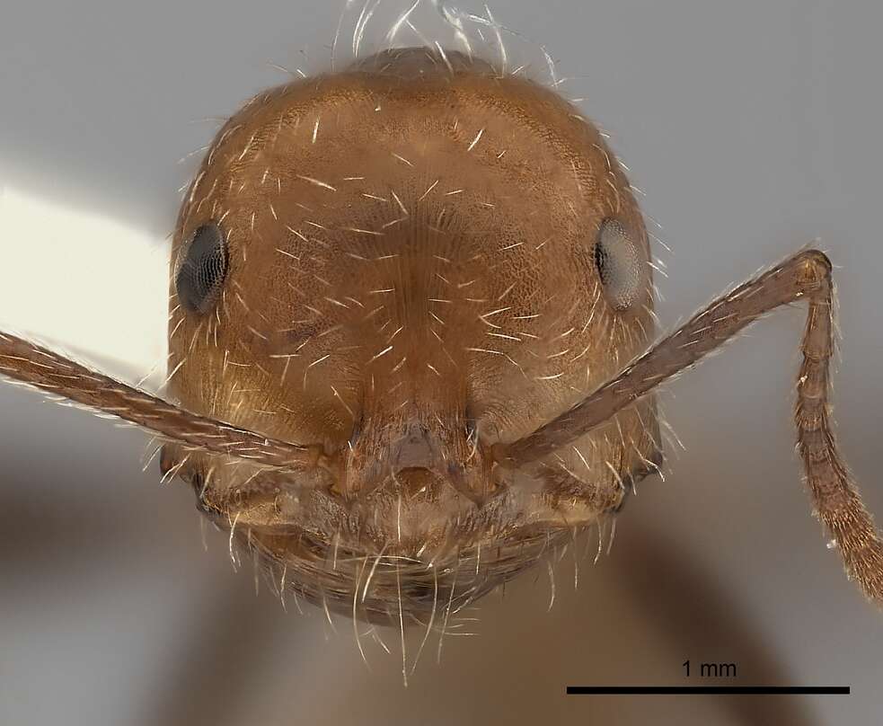 Ocymyrmex monardi Santschi 1930 resmi