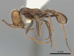 Ocymyrmex monardi Santschi 1930 resmi