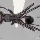 Image of Ocymyrmex picardi Forel 1901