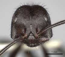 Imagem de Ocymyrmex picardi Forel 1901