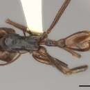 Image of Ocymyrmex velox Santschi 1932