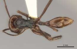 Ocymyrmex velox Santschi 1932 resmi