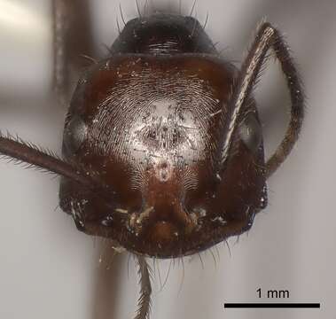 Ocymyrmex velox Santschi 1932 resmi