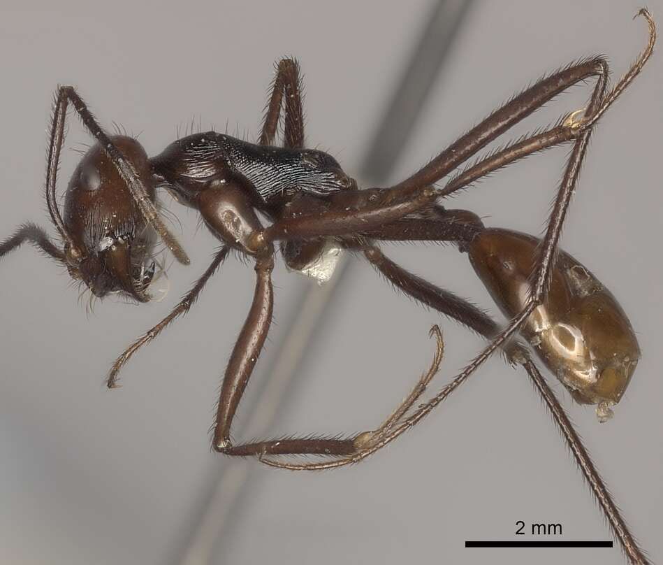 Ocymyrmex velox Santschi 1932 resmi