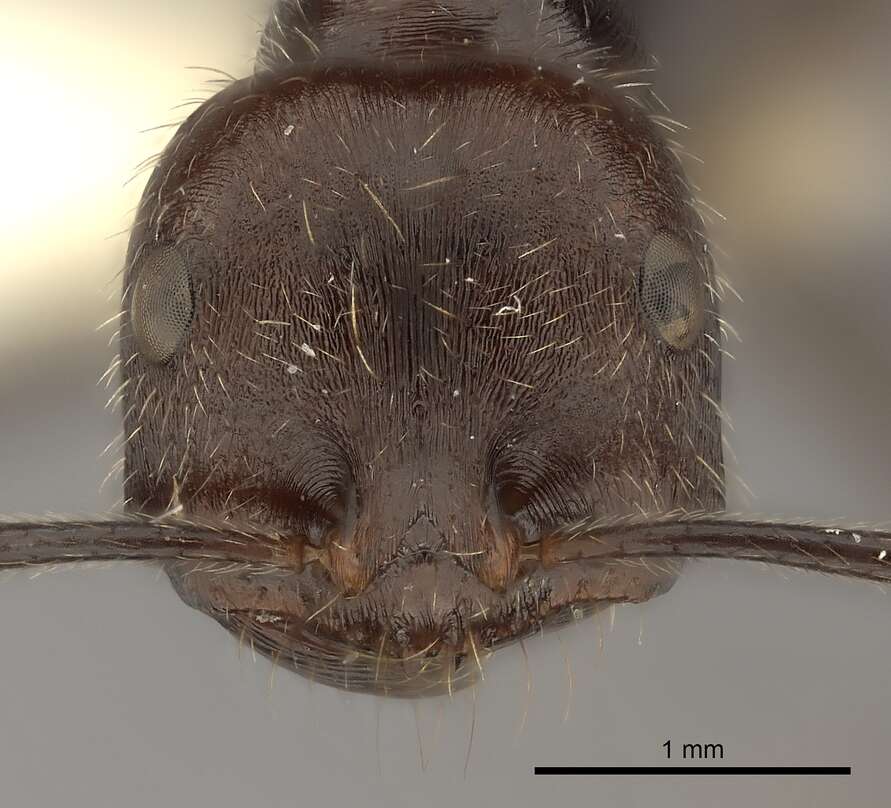 Ocymyrmex weitzeckeri Emery 1892 resmi