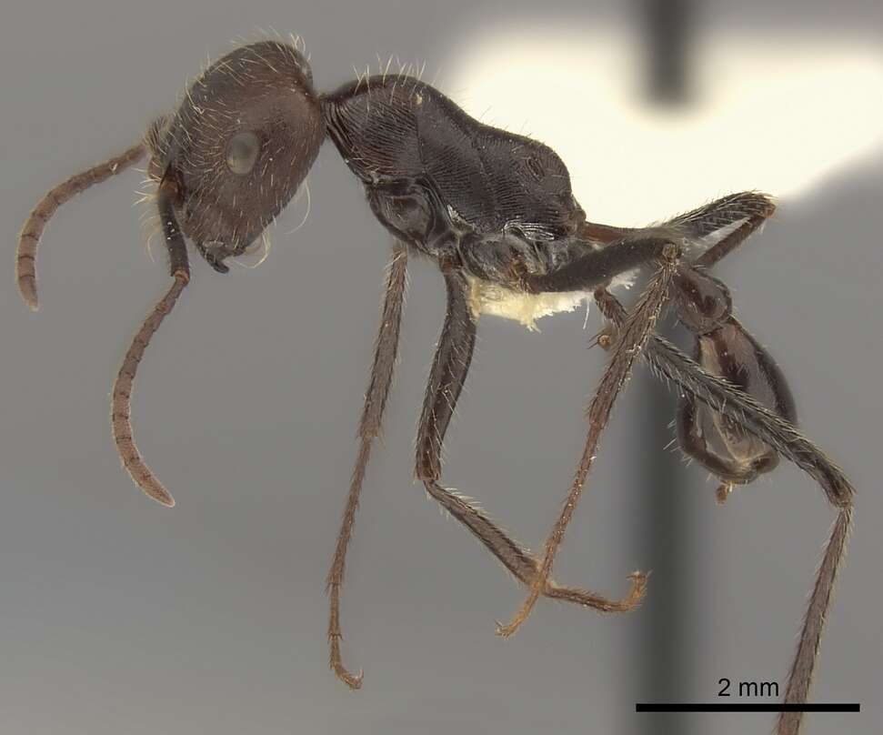 Ocymyrmex weitzeckeri Emery 1892 resmi