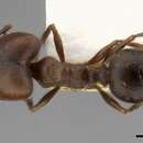 Image of Pheidole hirtula Forel 1899