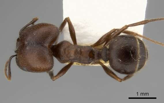 Image of Pheidole hirtula Forel 1899