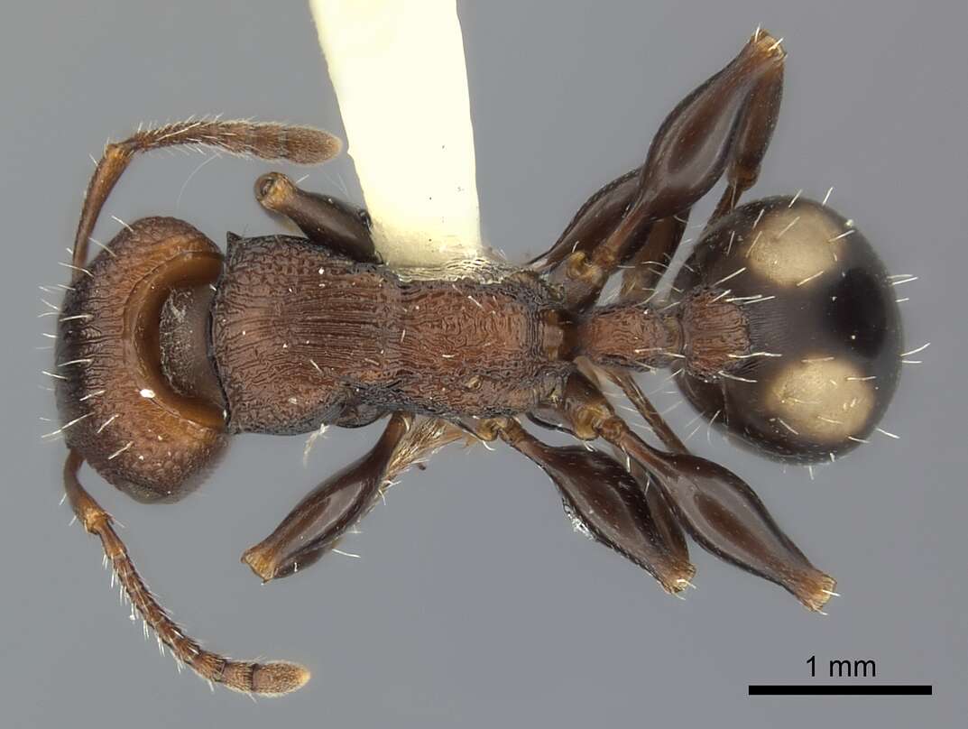 Image of Podomyrma adelaidae (Smith 1858)