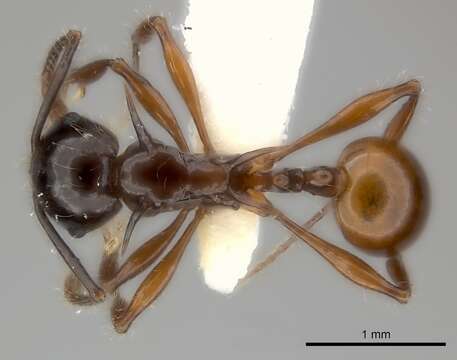 Image of Pristomyrmex wilsoni Taylor 1968