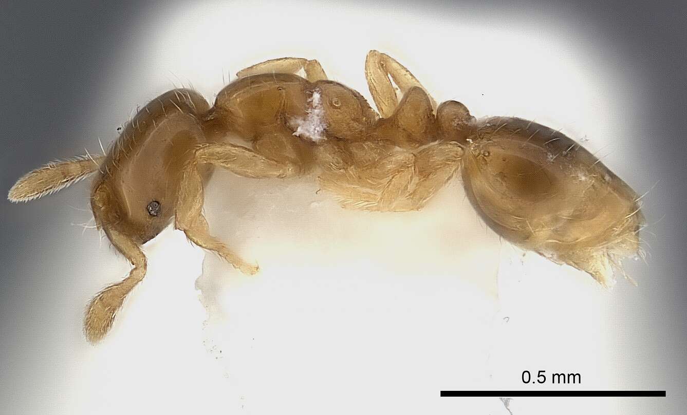 Слика од Solenopsis brevicornis Emery 1888