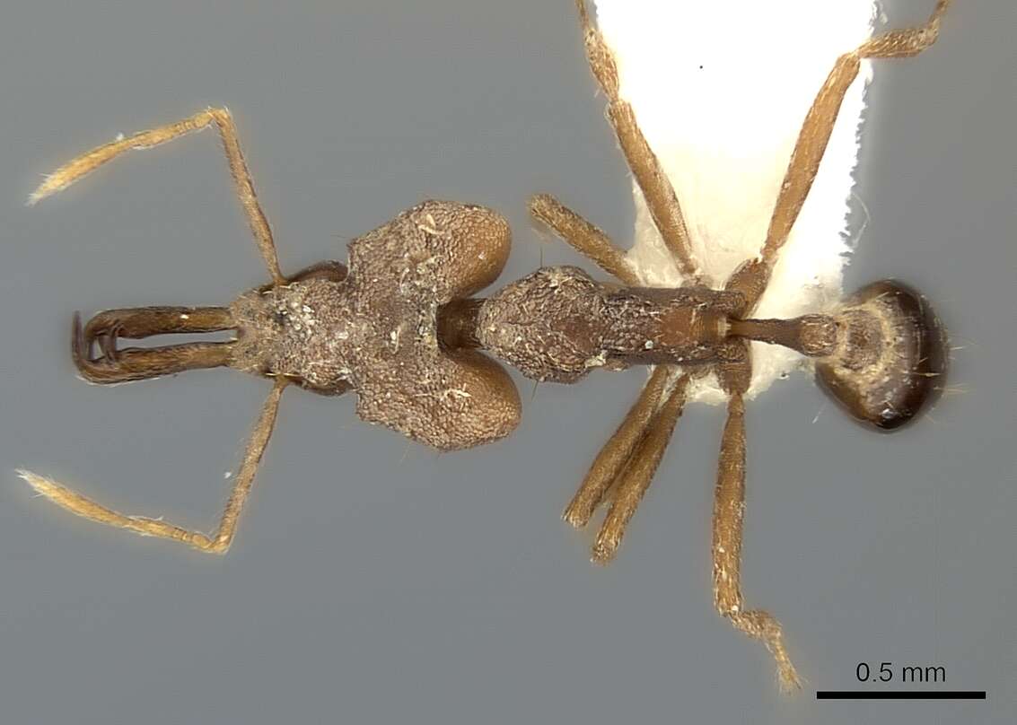 Image of Miniature Trap-jaw Ants