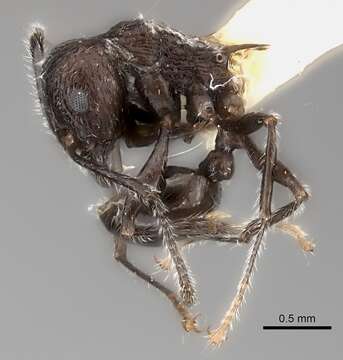 Image of Tetramorium aculeatum (Mayr 1866)