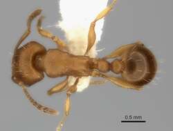 Image of Tetramorium capense Mayr 1865