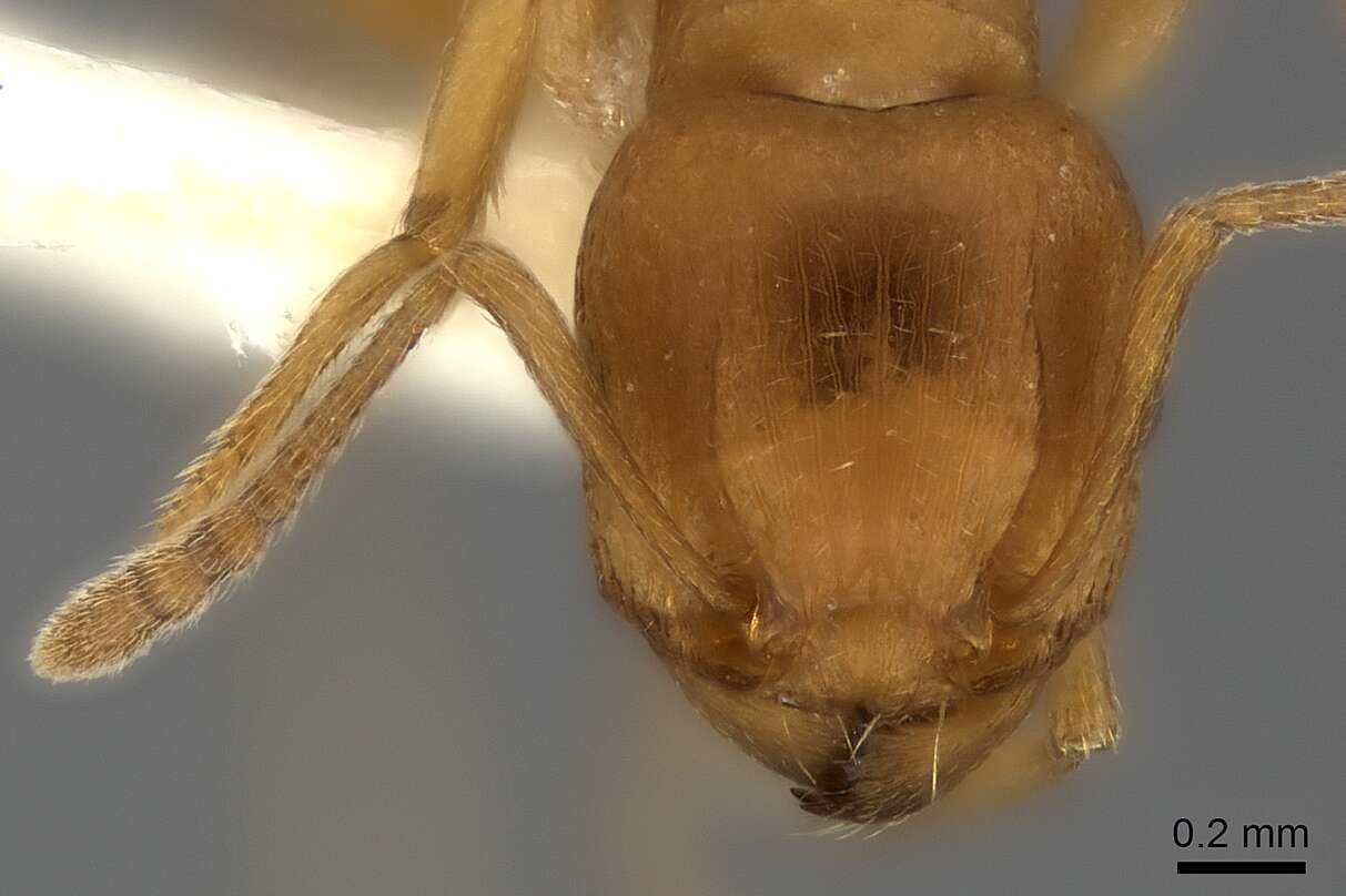 Image of Tetramorium capense Mayr 1865