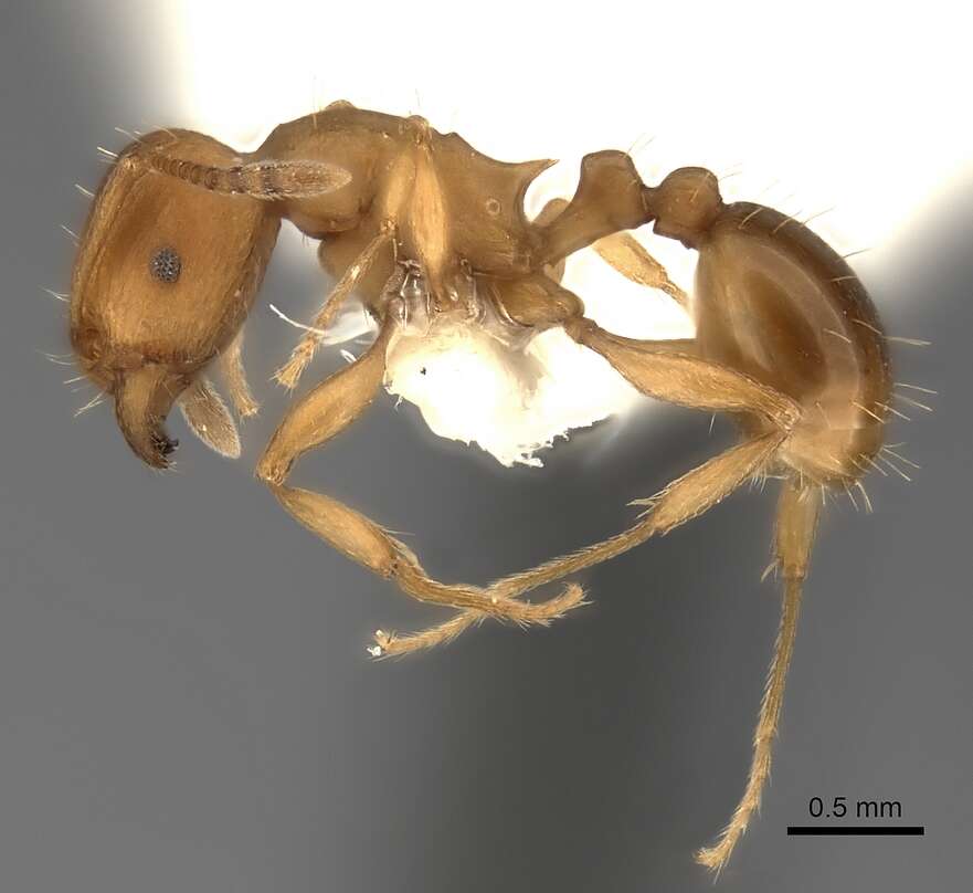 Image of Tetramorium capense Mayr 1865