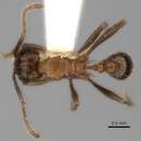 Imagem de Tetramorium carinatum (Smith 1859)