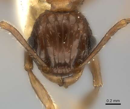 Image of Tetramorium carinatum (Smith 1859)