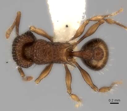 Image of Tetramorium ciliatum Bolton 1977