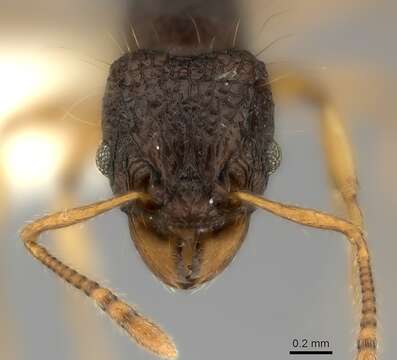 Image of Tetramorium flagellatum Bolton 1977