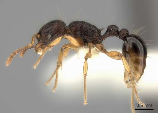 Image of Tetramorium flagellatum Bolton 1977