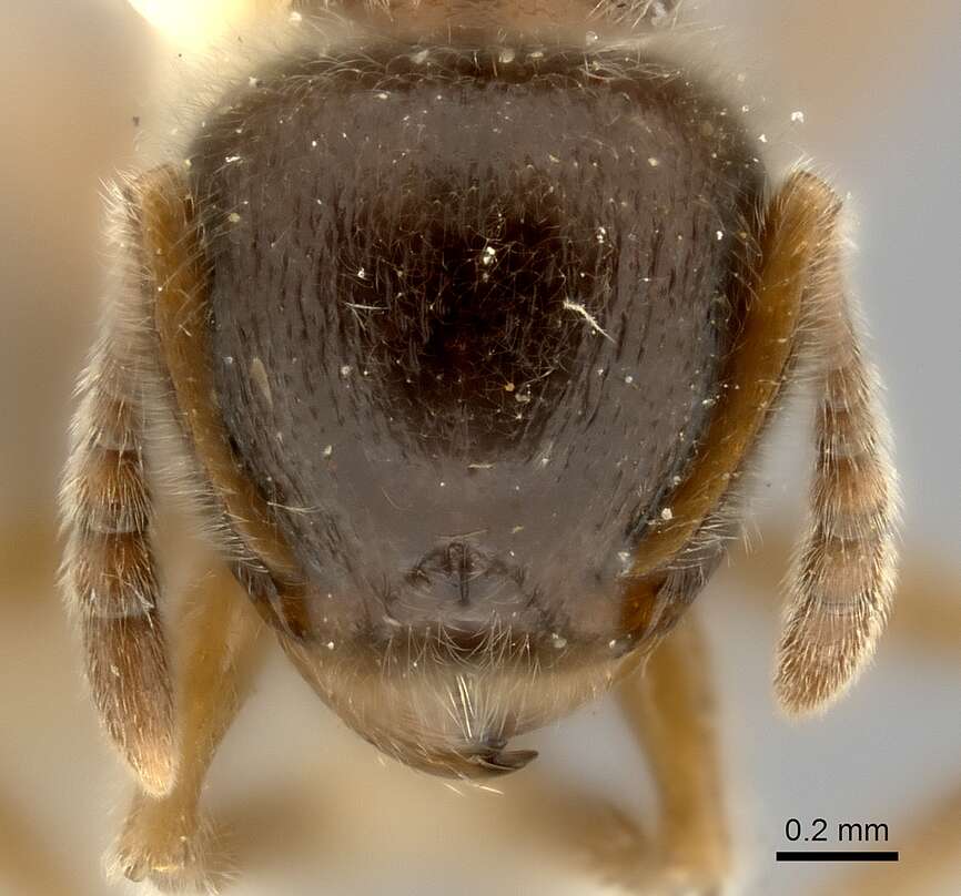 Image of Tetramorium gabonense (Andre 1892)