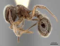 Image of Tetramorium gabonense (Andre 1892)