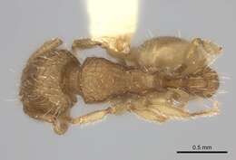 Image of Tetramorium phasias Forel 1914