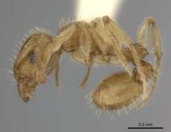 Image of Tetramorium phasias Forel 1914