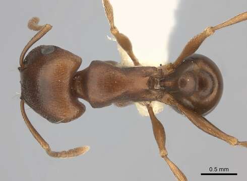 Image of Tetramorium rufescens (Stitz 1923)