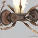 Image of Big-headed Fierce Ant